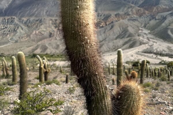 WhatsApp Image 2025-10-06 at 14.54.45