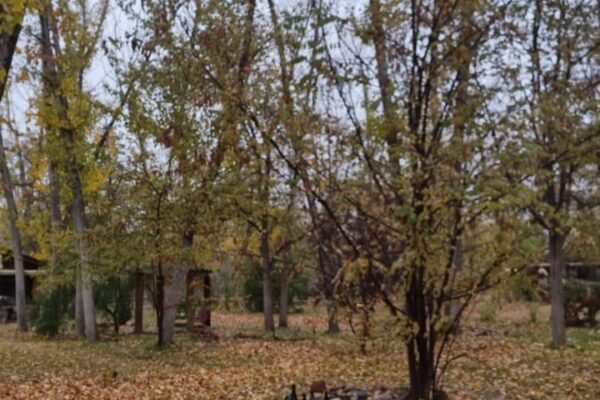 WhatsApp Image 2025-12-26 at 1.54.11 PM